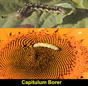 uploads/images/pest/marigold capitulum borer.jpg